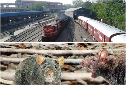 indian railway spend more than 22 thousand rupees spent on catching a rat