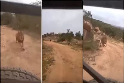 lion chasing tourist car