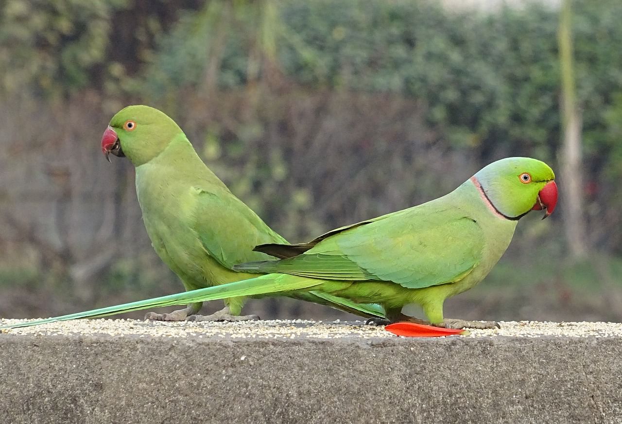 parrots in cage appeared in Delhi court