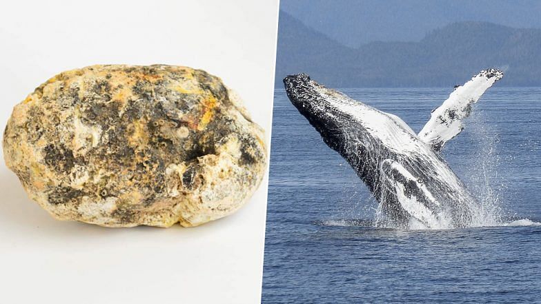 Thailand fisherman founds precious whale vomit