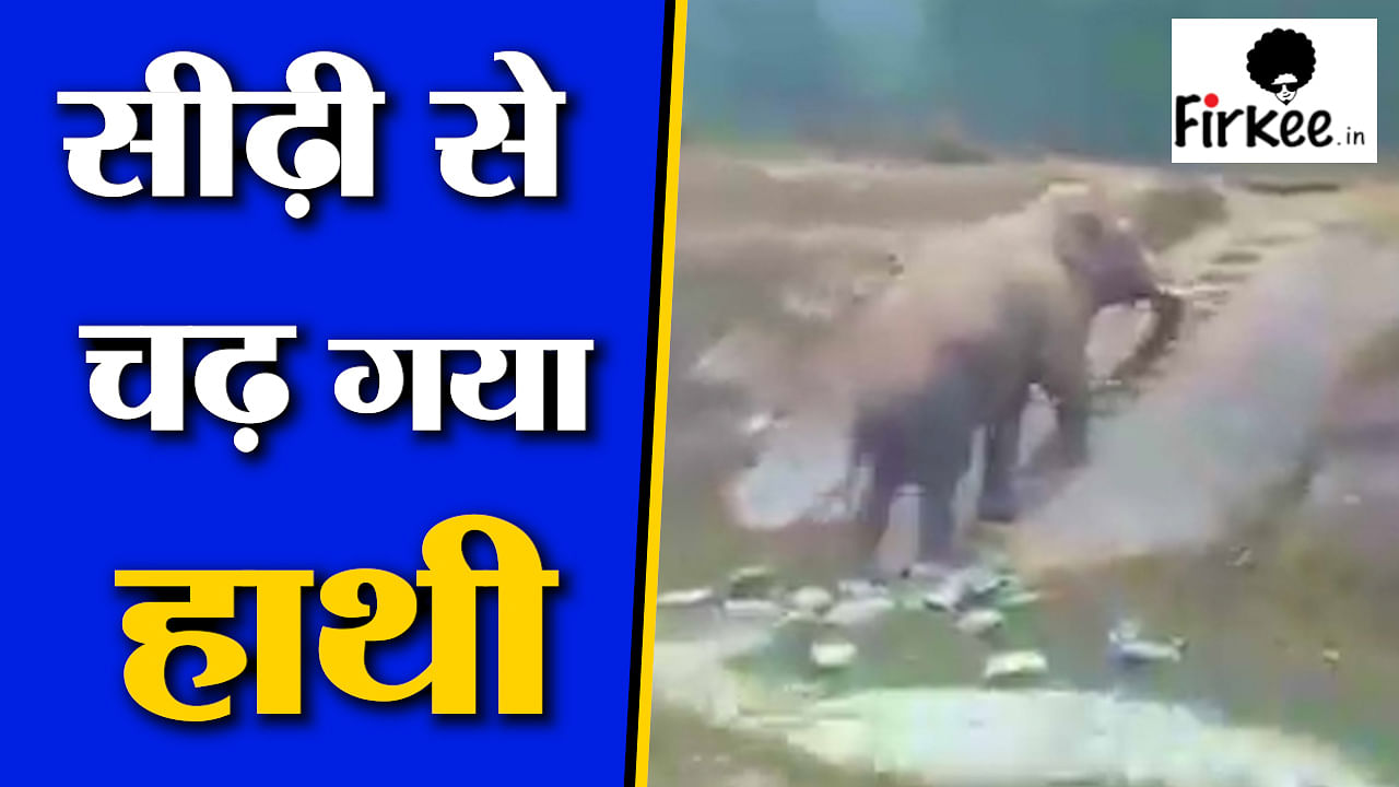 Viral video of elephant uses staircase