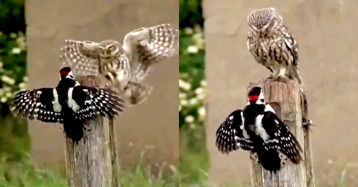 viral video of owl and bird people relate situation to boss