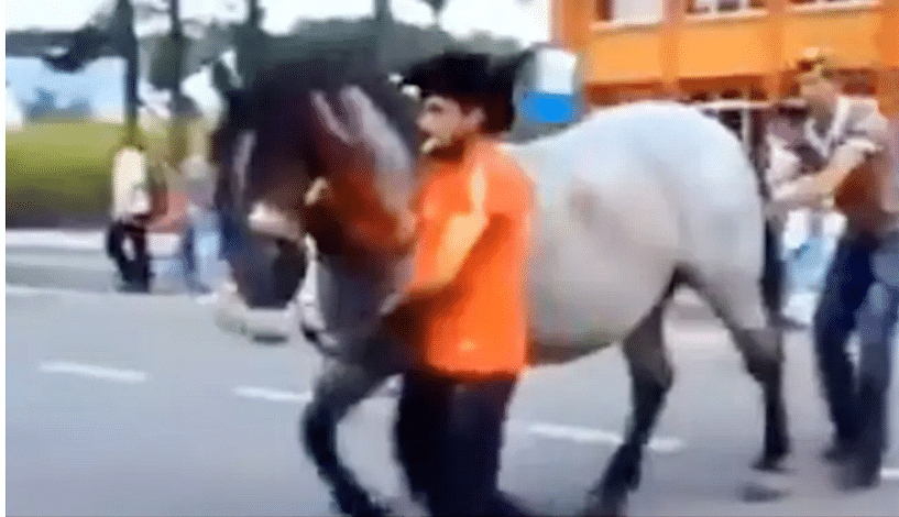 viral video of horse who kicked man in jackie chan style