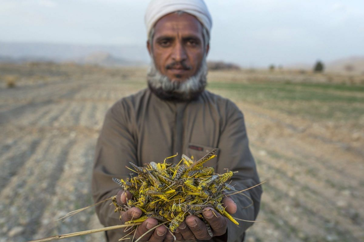 Pakistan promoting new employment of selling locust