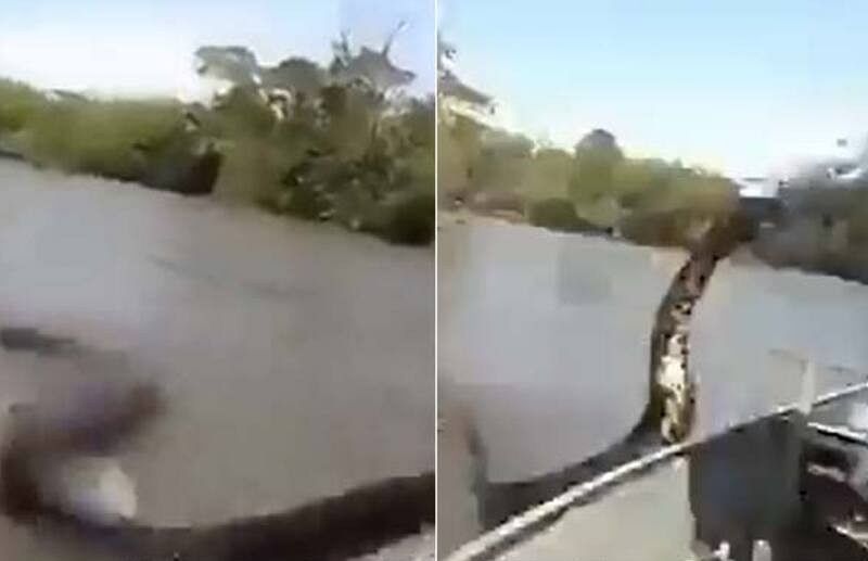 viral video of 17 feet anaconda which came towards boat