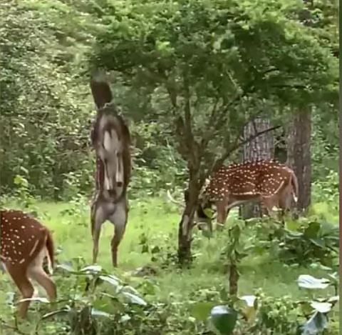 viral video of deer standing his two legs to reach bushes