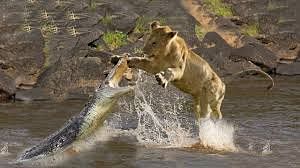 Viral video of crocodile attack on lion while crossing river