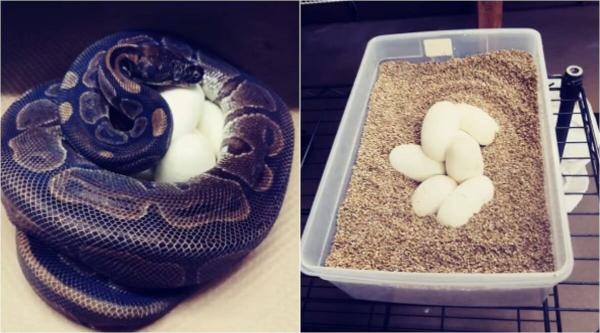 ball python laid 7 eggs at the Saint Louis Zoo without help of male python