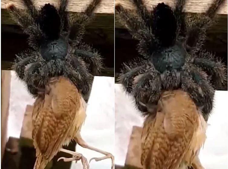 viral video of giant spider eating bird people says its 2020