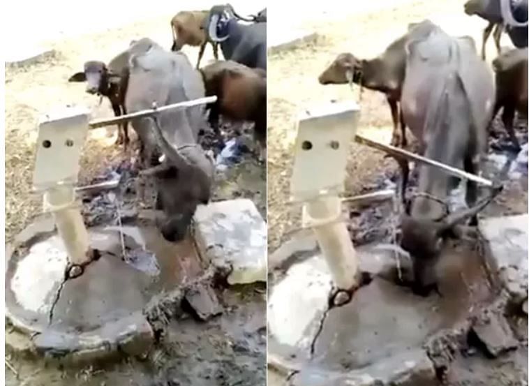 viral video of buffalo who use their brain and drinking water from hadpump