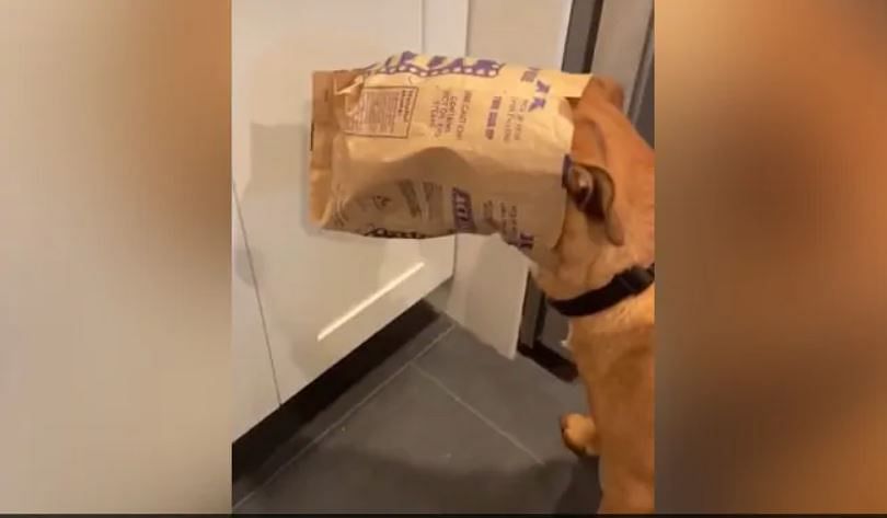viral video of doggy stealing popcorn in unique style cute video gone viral on social media