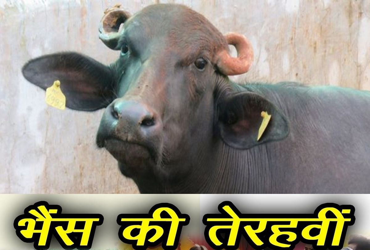 farmer performed human like rituals after death of his buffalo