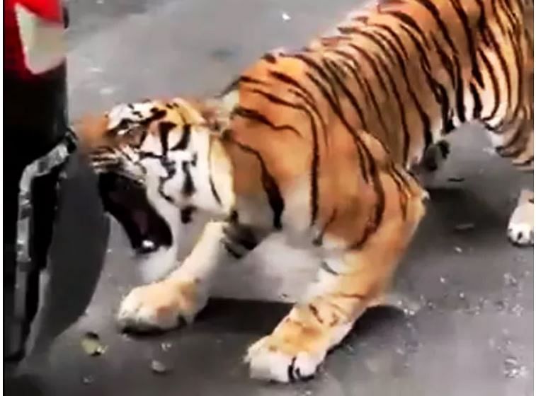 viral video of tiger who pulling tourist vehicle people were shock after see his strength