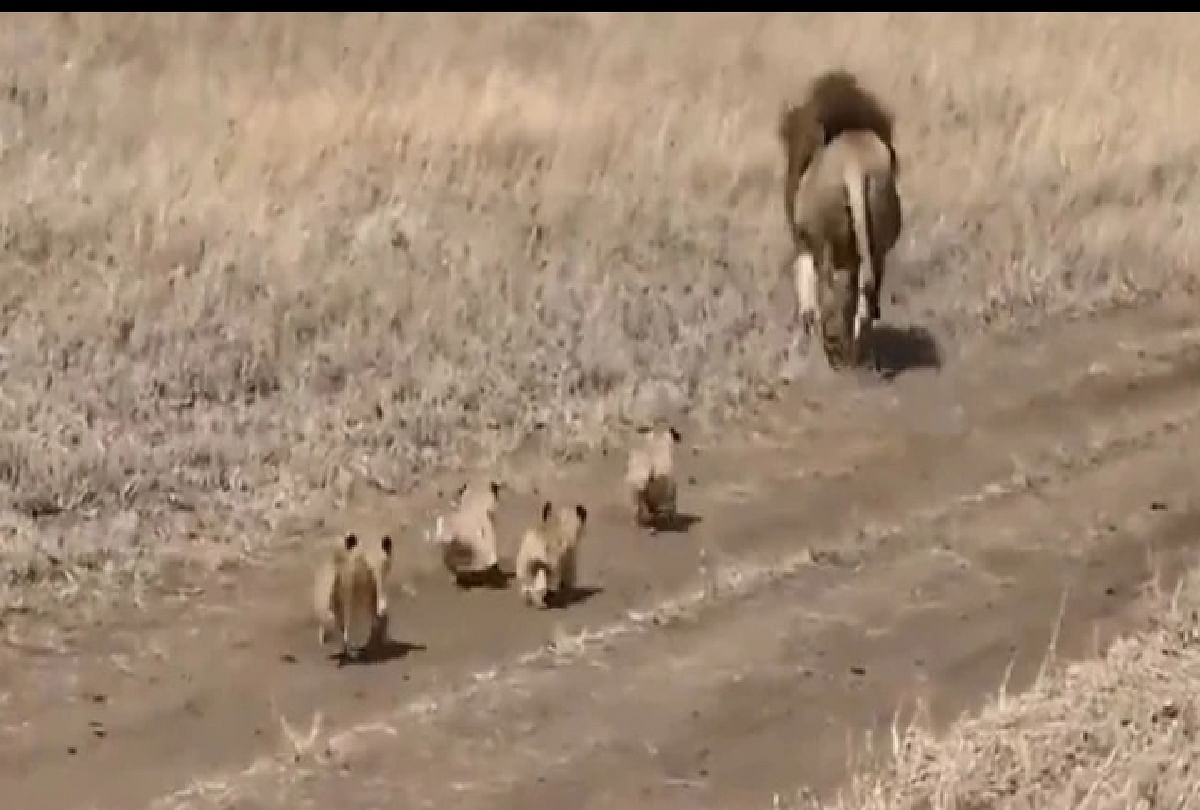 lion is running after leaving behind his cubs video is going viral on social media