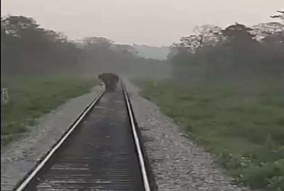 रेलवे ट्रैक पर हाथी