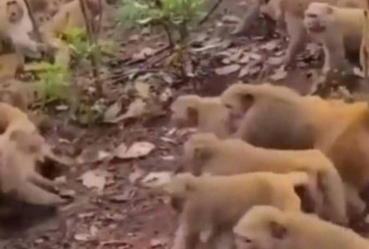 fight between two monkey gangs video goes viral
