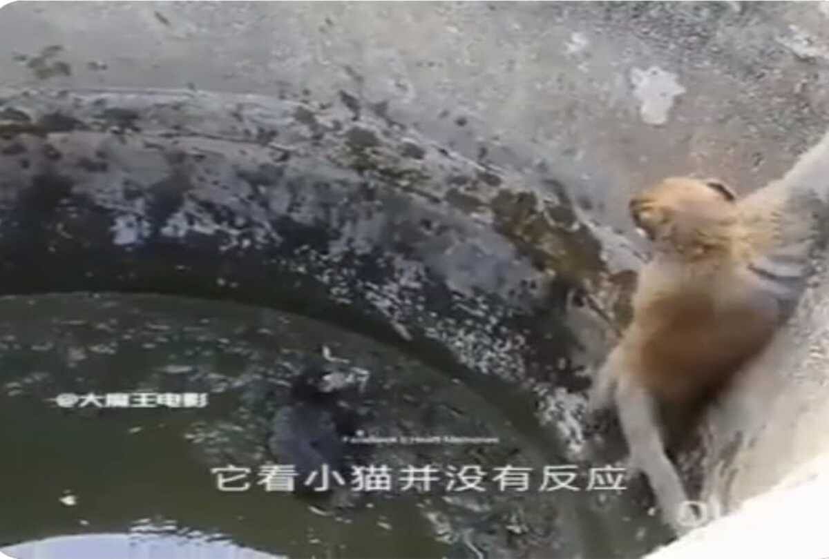 monkey rescue a cat who fell in the well video goes viral on social media