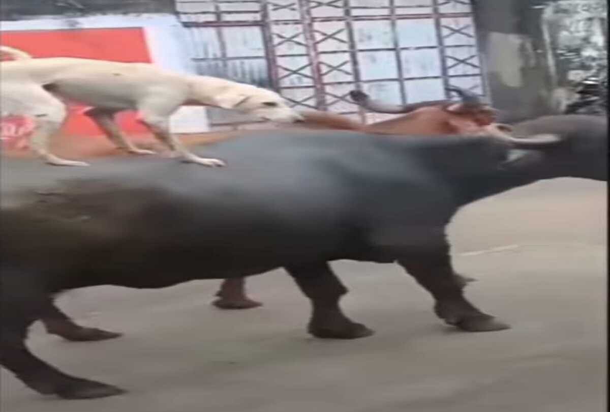 dog riding a buffalo on the road people shocked and salute both friendships