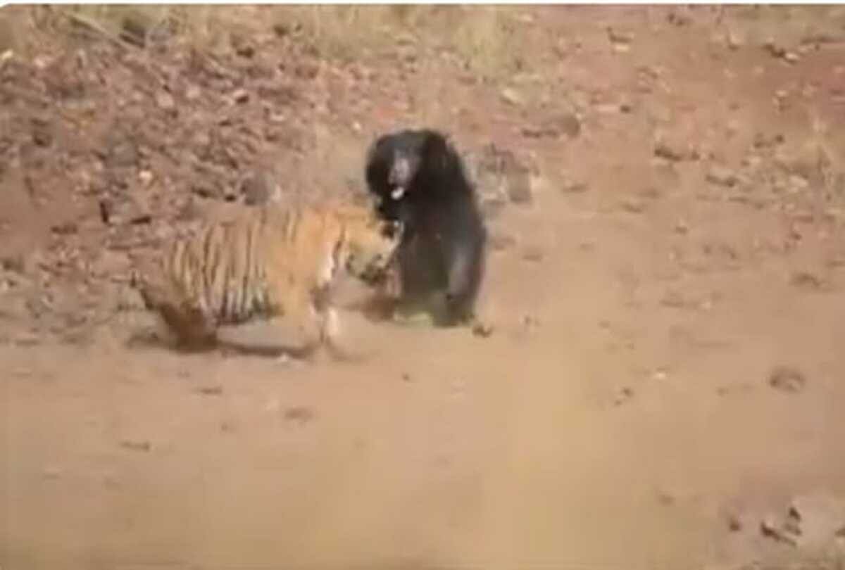 fierce fight between tiger and bear video goes viral on social media