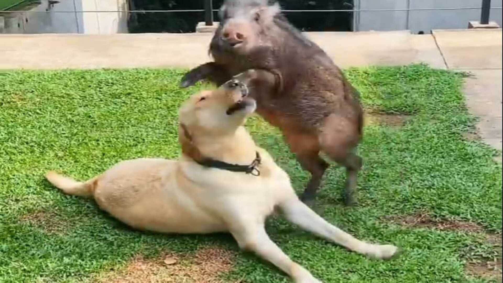 Wild boar has not mother then a Labrador dog gives her love like mother