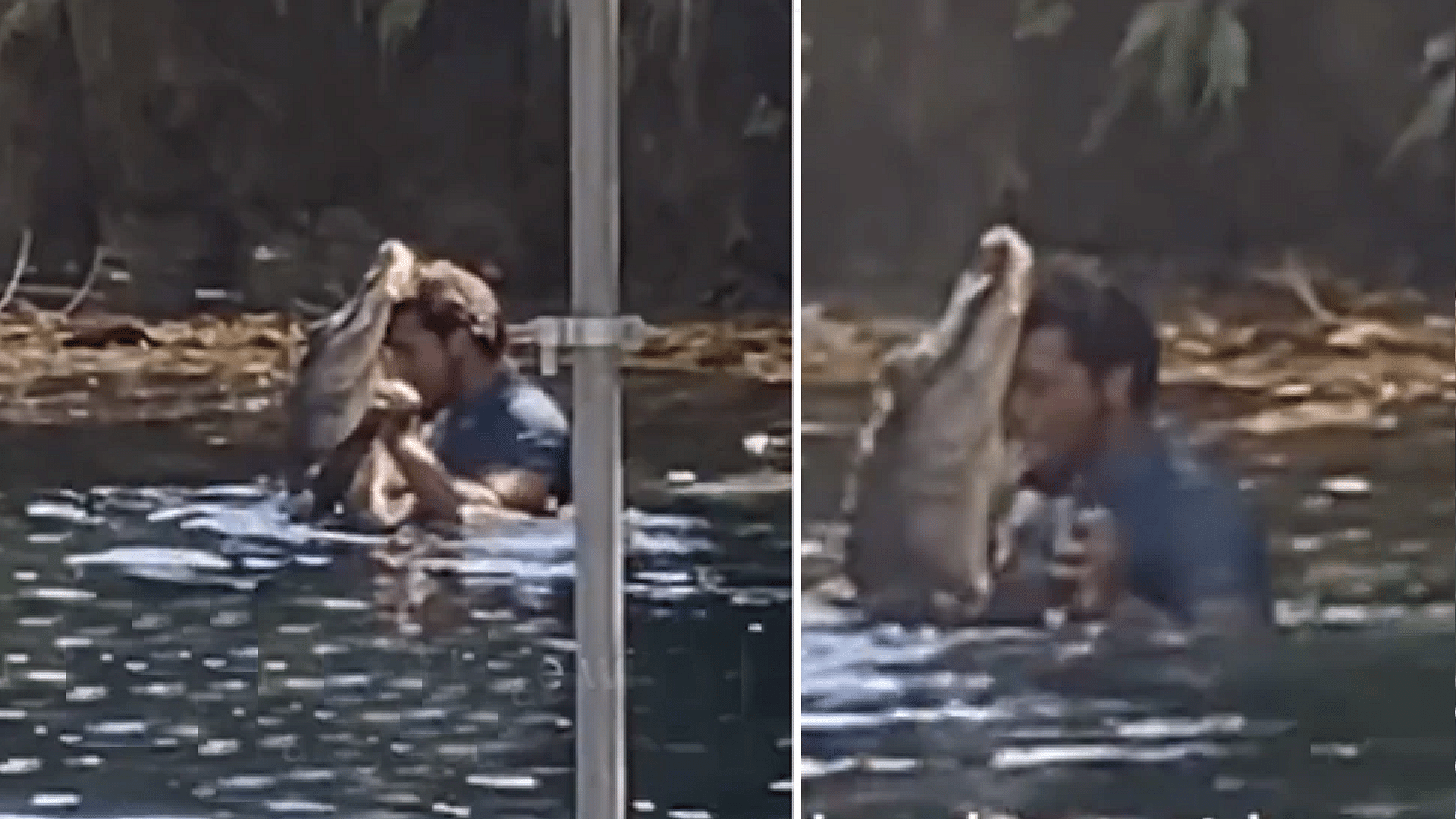 man did romantic dance with crocodile video going viral on internet