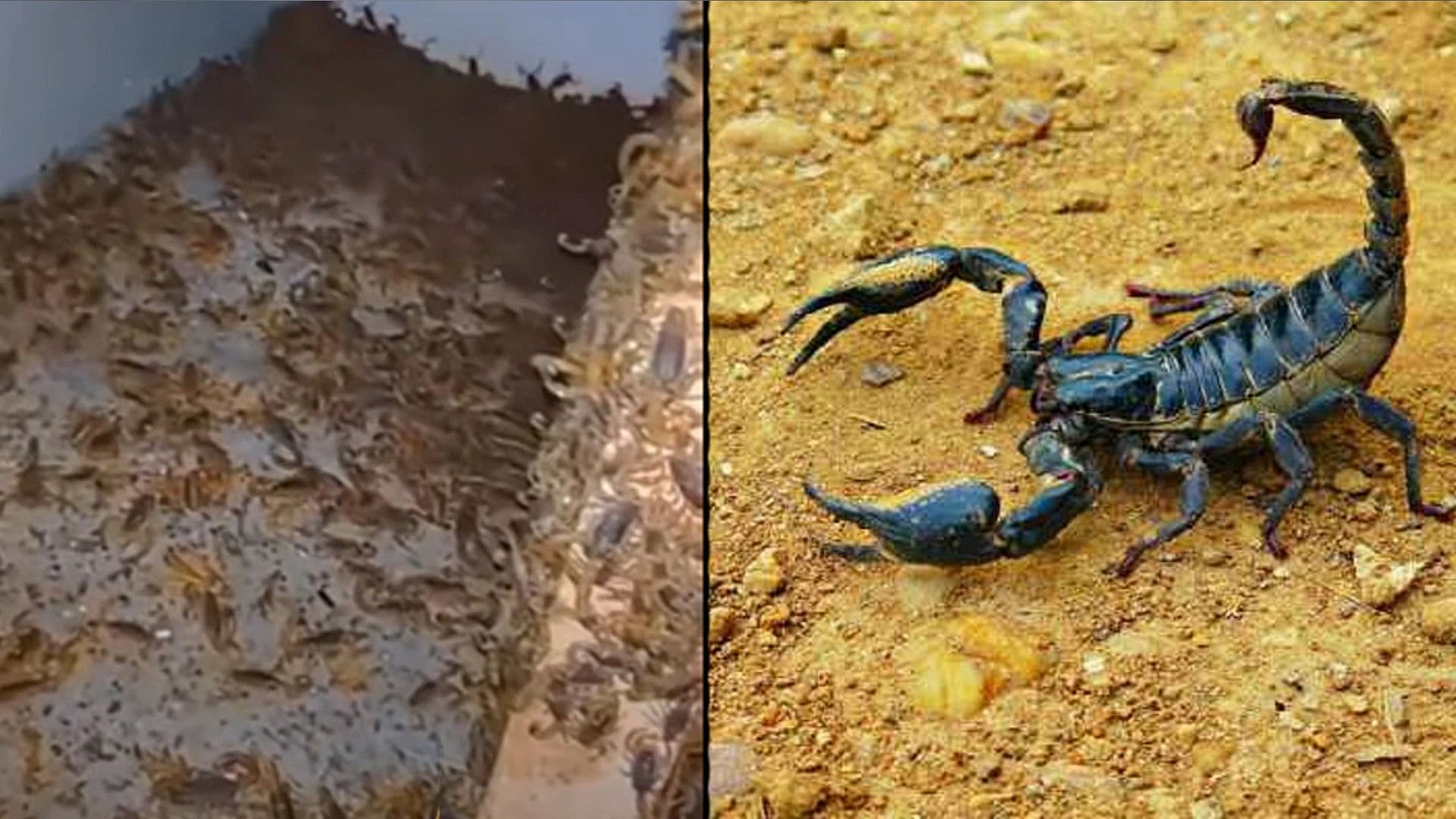 Scorpions Video Viral Millions of scorpions were seen crawling all around the house