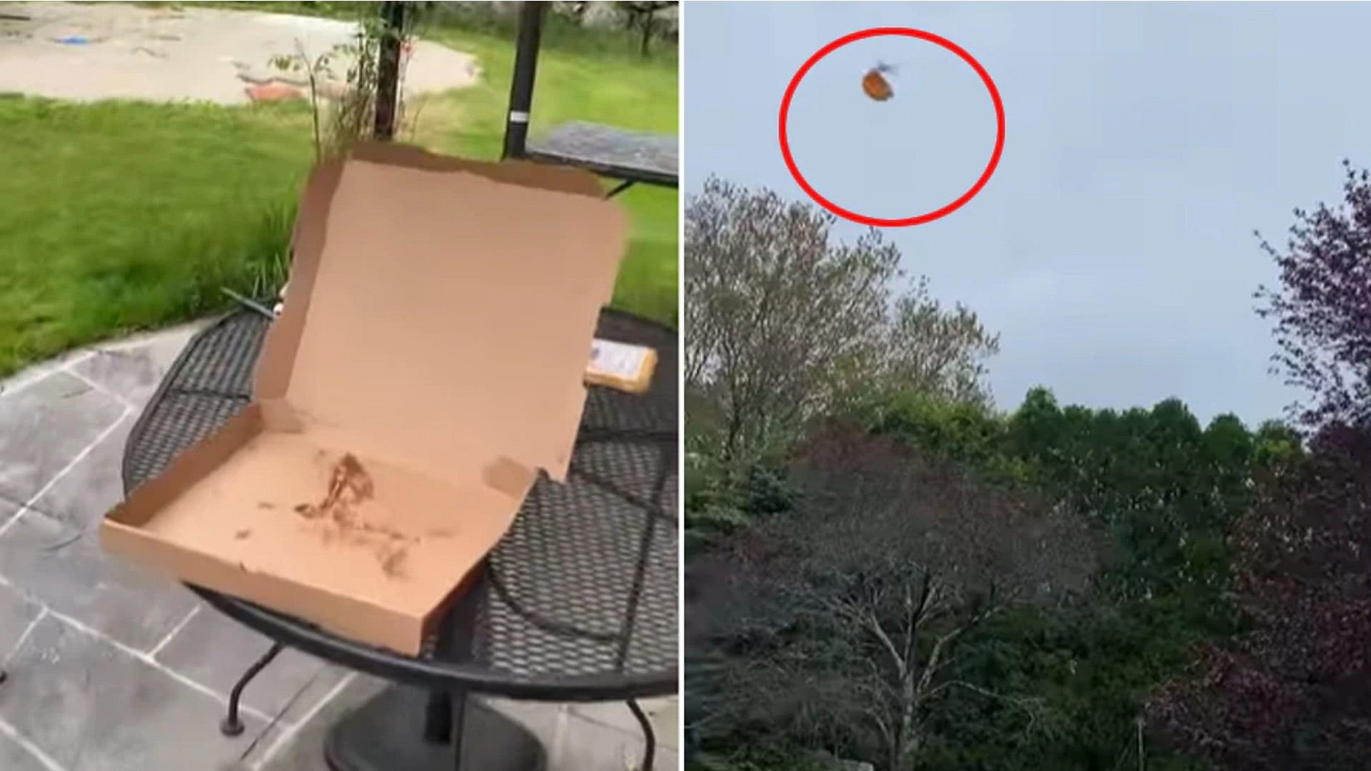 When the bird flew away with the whole pizza seagull video is going viral on internet