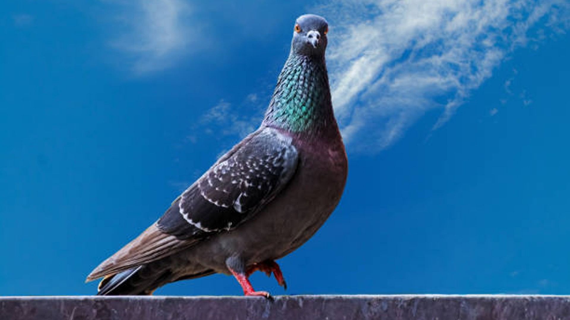 Science Fact why letters were sent by pigeons only Know the scientific reason behind this
