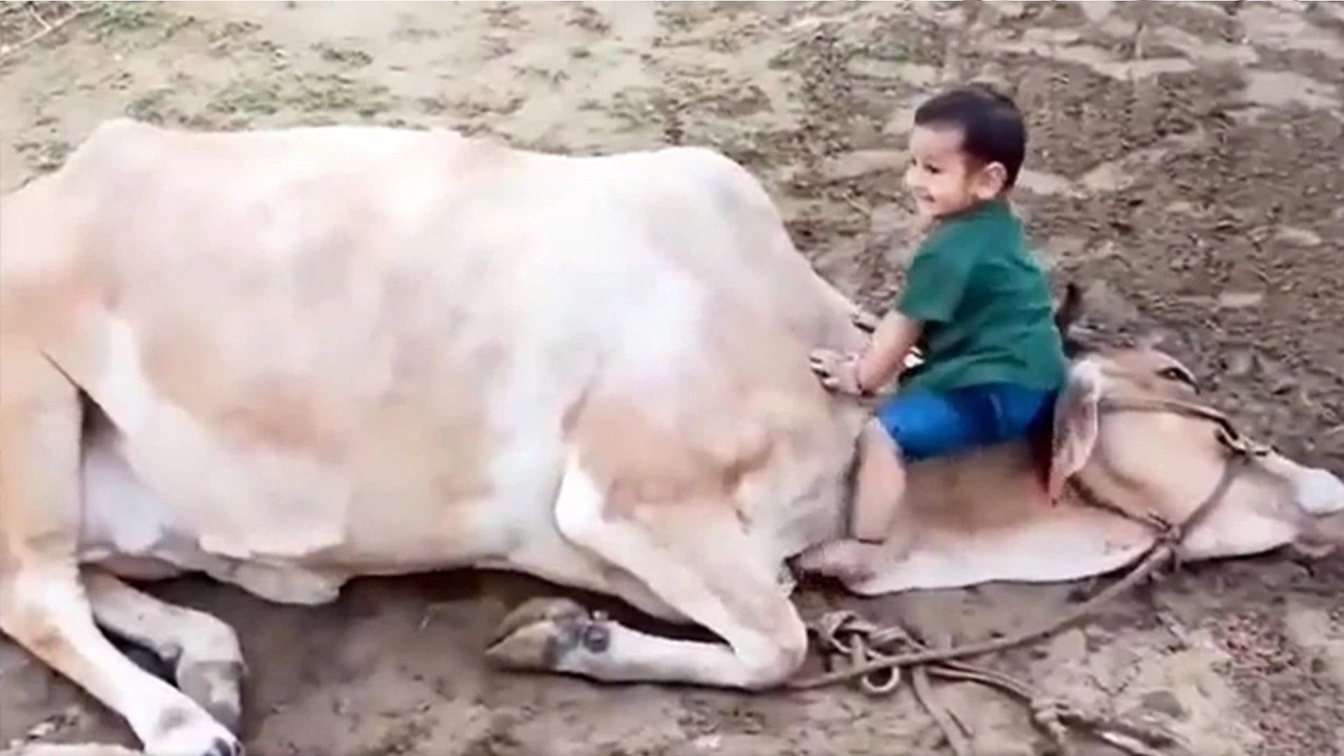 Cow Viral Video: child was seen playing with cow cute video viral