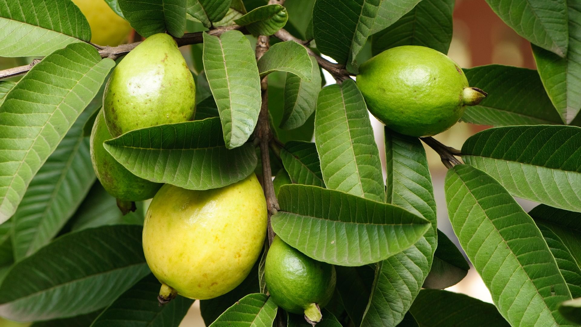 Boiled Guava Leaves Benefits In Hindi guava leaves Kadha balances sugar level