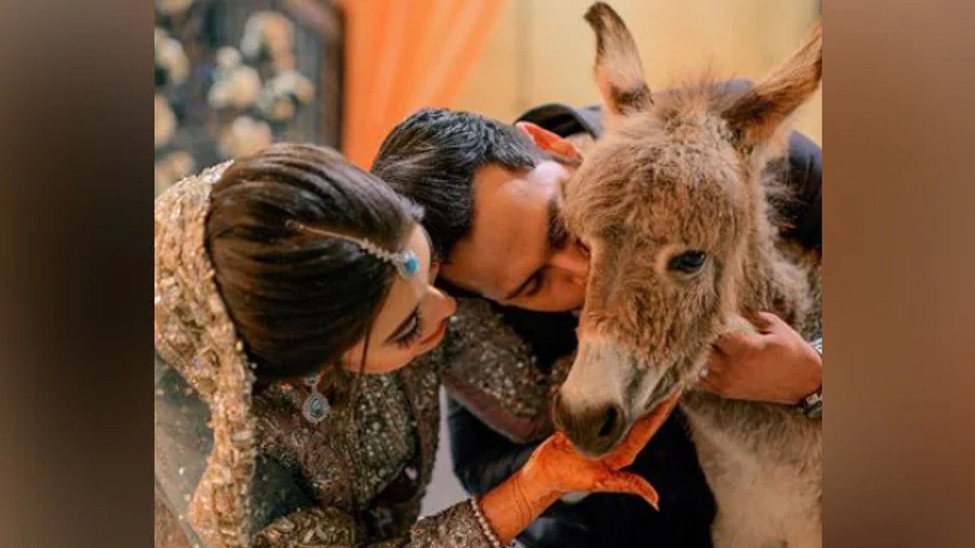 Viral Video: Pakistani groom gifted a cute 'donkey' to his bride Know the reason