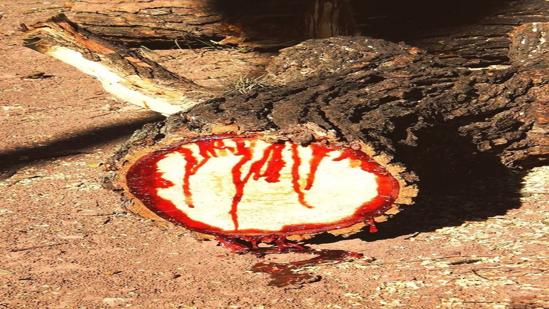 Weird Tree bloodwood tree humans like blood comes out from this tree when cut  magical tree