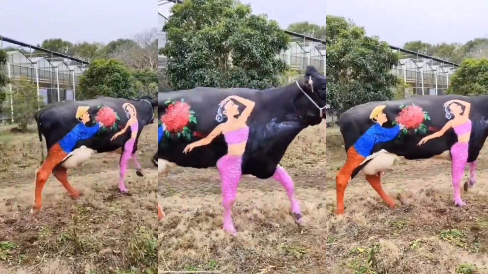 painting on cow back for valentines day video goes viral on social media