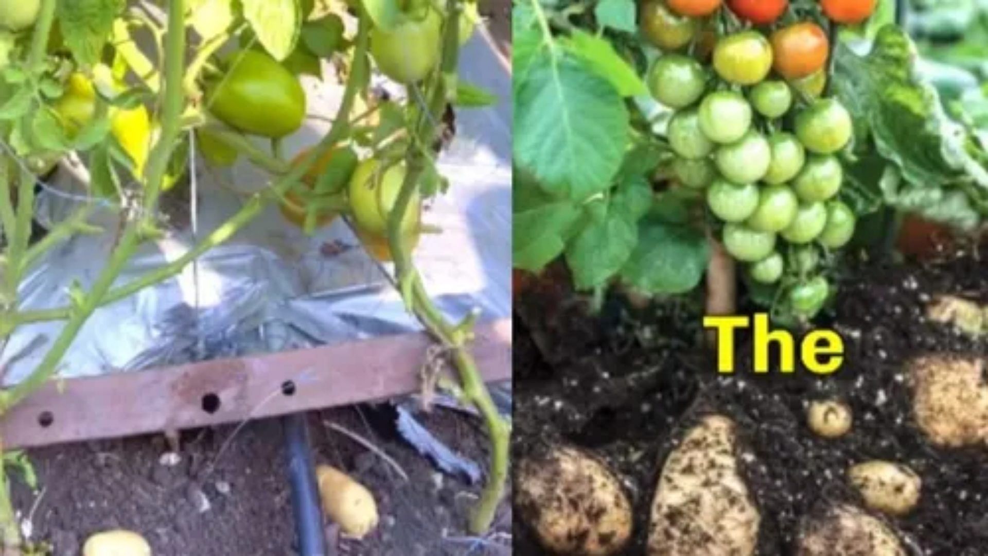 viral video pomato potato tomato farming one plant grafting technique