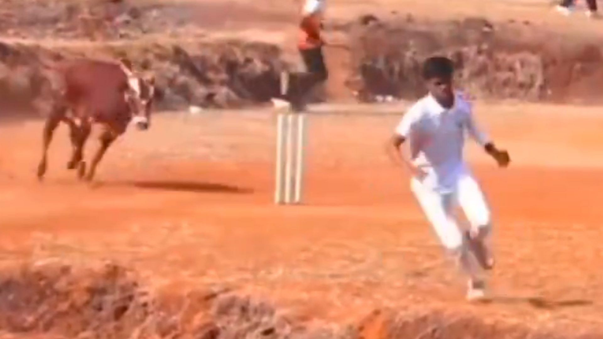 Viral Video: Bull chases men during cricket match Video goes viral