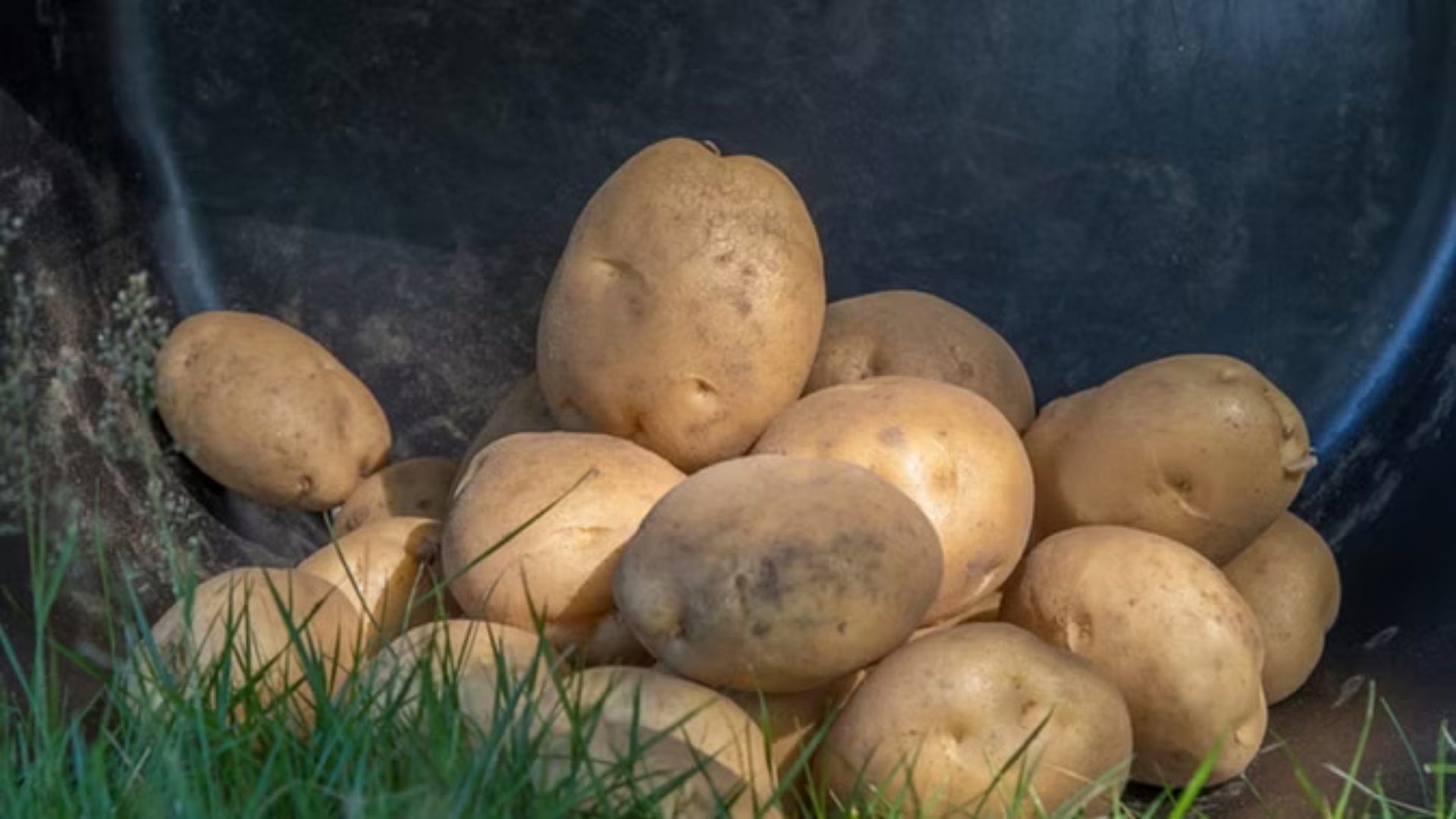 Most Expensive Potato: This is the world's costliest potato, know here's why