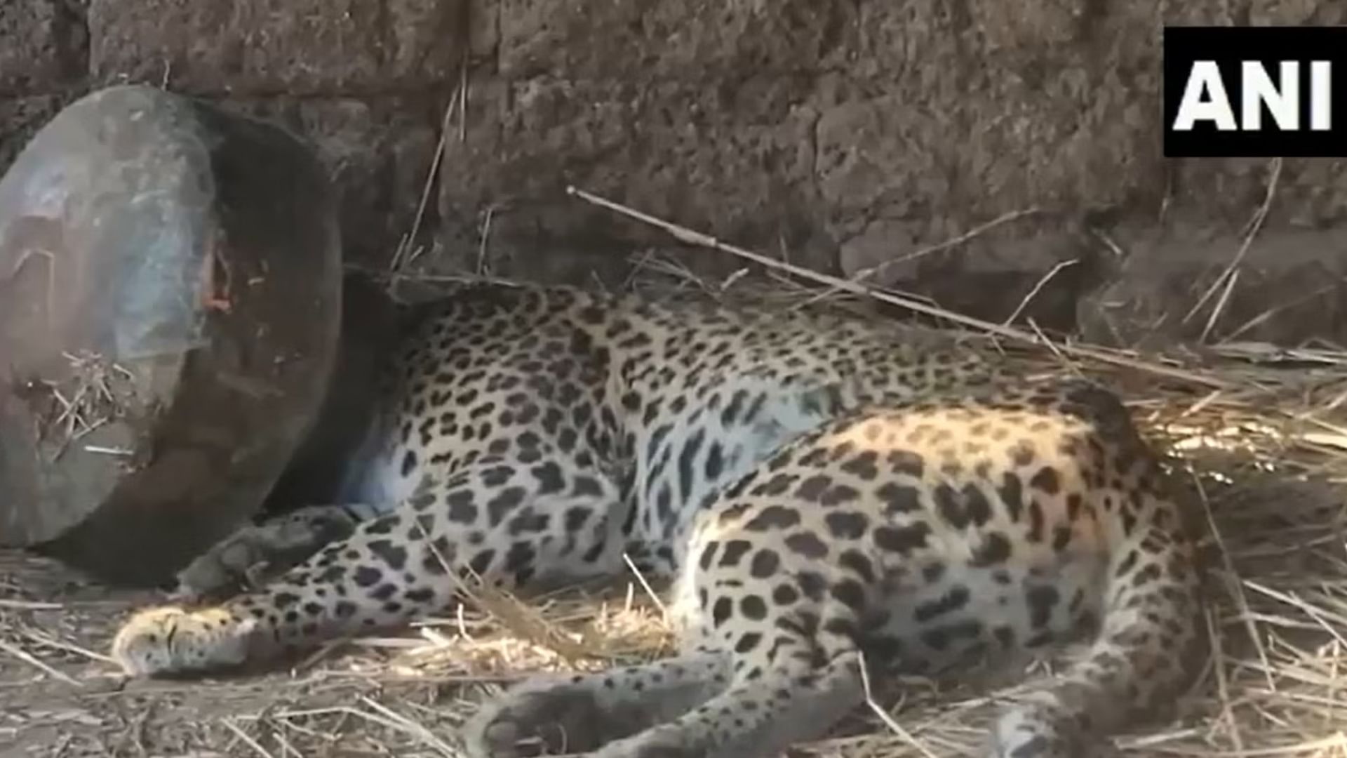 Leopard Head Stuck Inside Metel Pot In Maharashtra Watch Rescue Video Tendue Ka Video