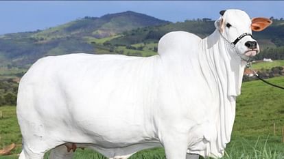 दुनिया की सबसे महंगी गाय, 40 करोड़ है कीमत