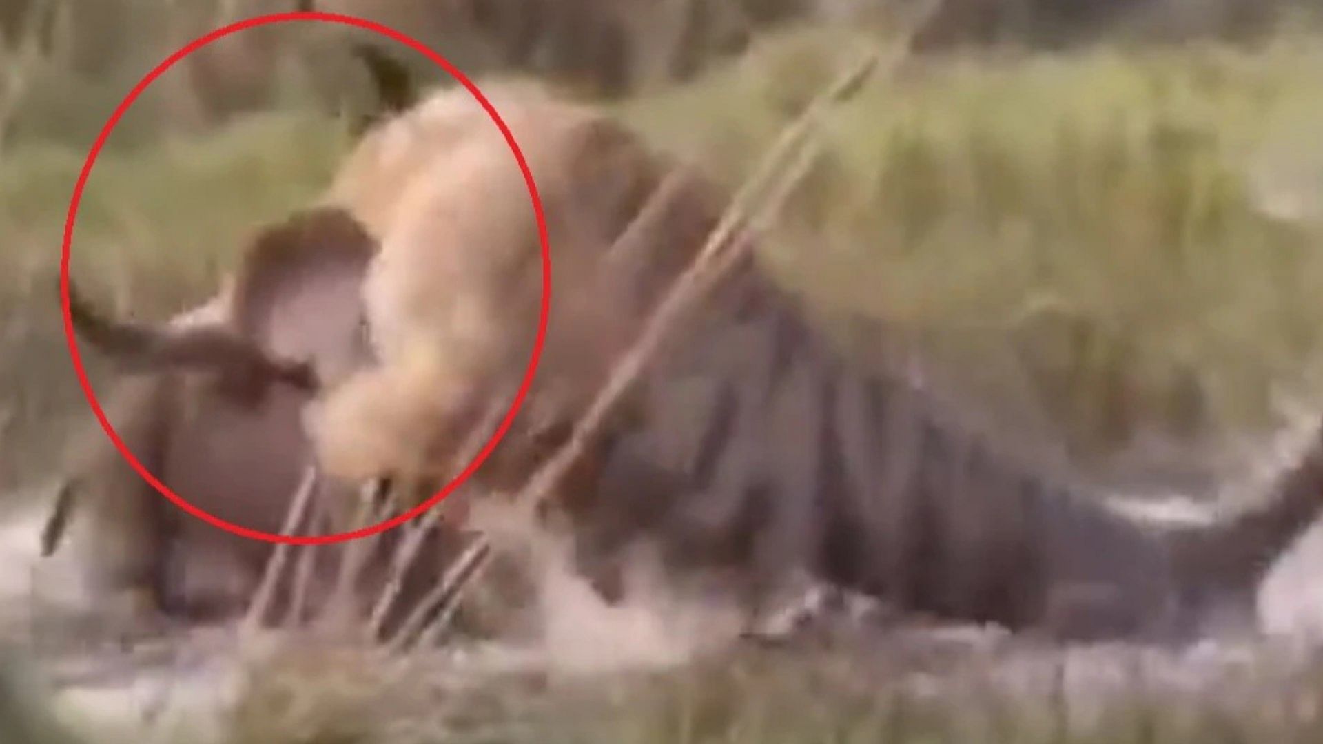 The Tiger Attack on Gaur Friend Saves Its Buddy Watch Viral Video