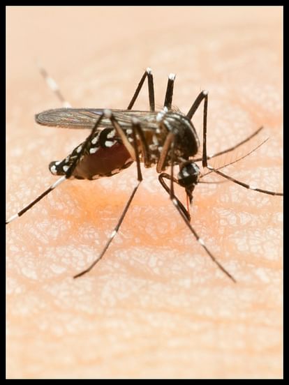 इस देश में नहीं हैं एक भी मच्छर