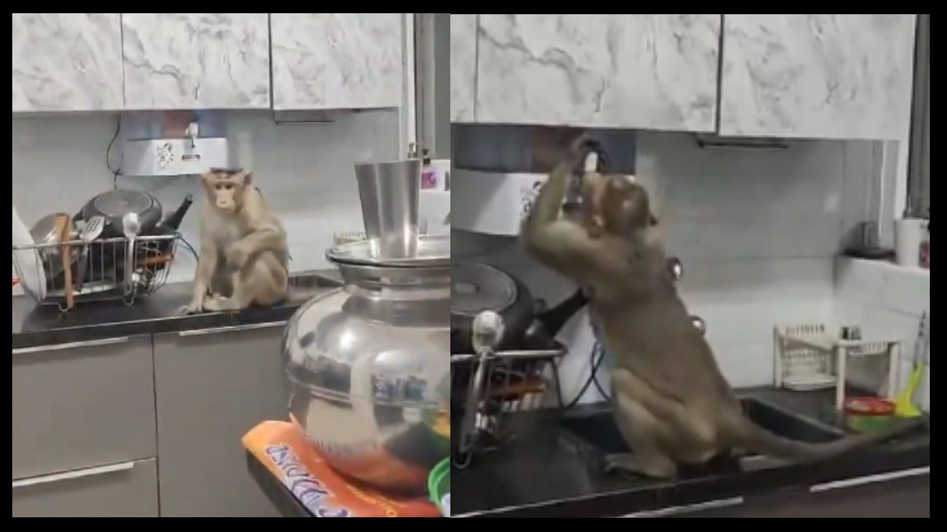 Bengaluru water crisis monkey trying to drink water from purifier in kitchen viral video
