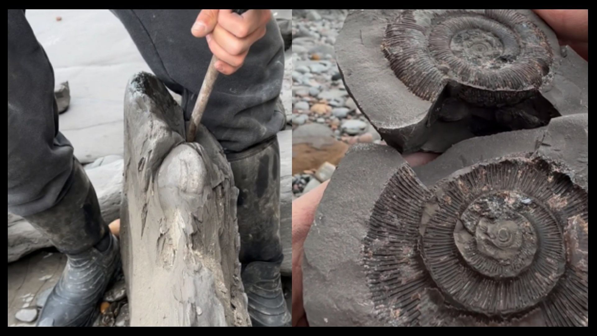 18 million years old fossil found shale rock on beach video viral on social media