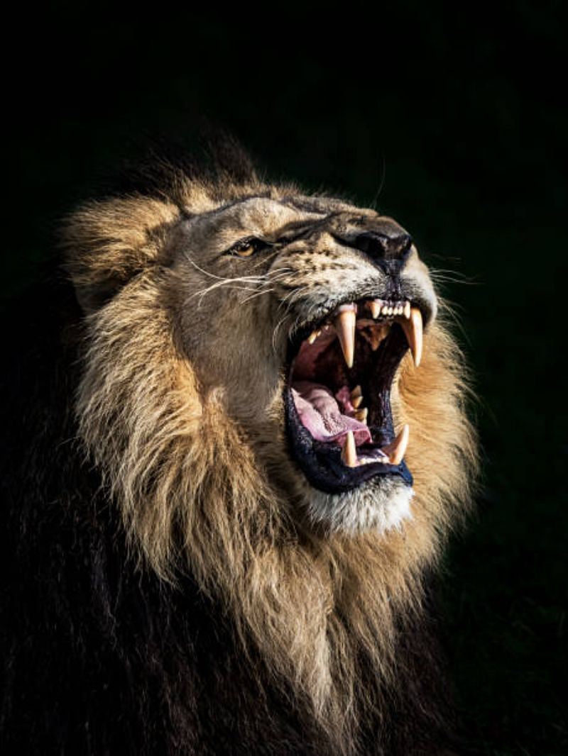 Do lions die because of tooth decay fun teeth facts about lion
