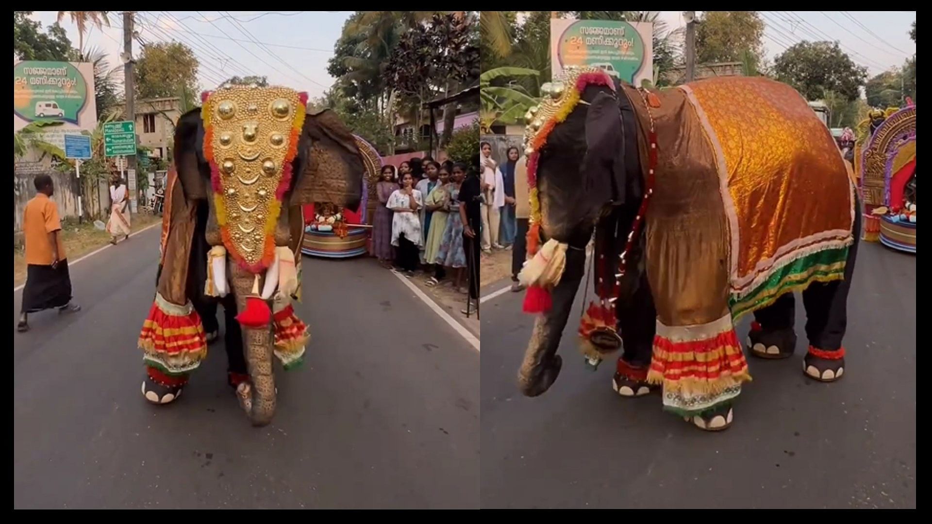 Elephant dancing on superstar rajnikant song video goes viral on social media
