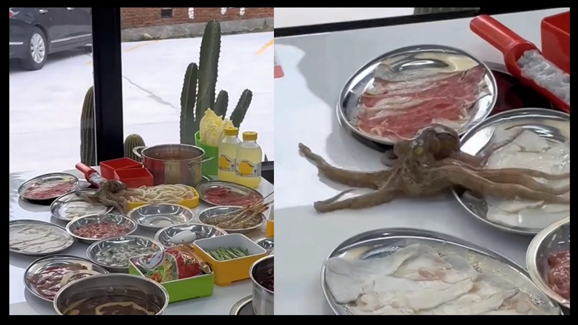 Octopus runs away from plate served for eating shocking video viral on social media