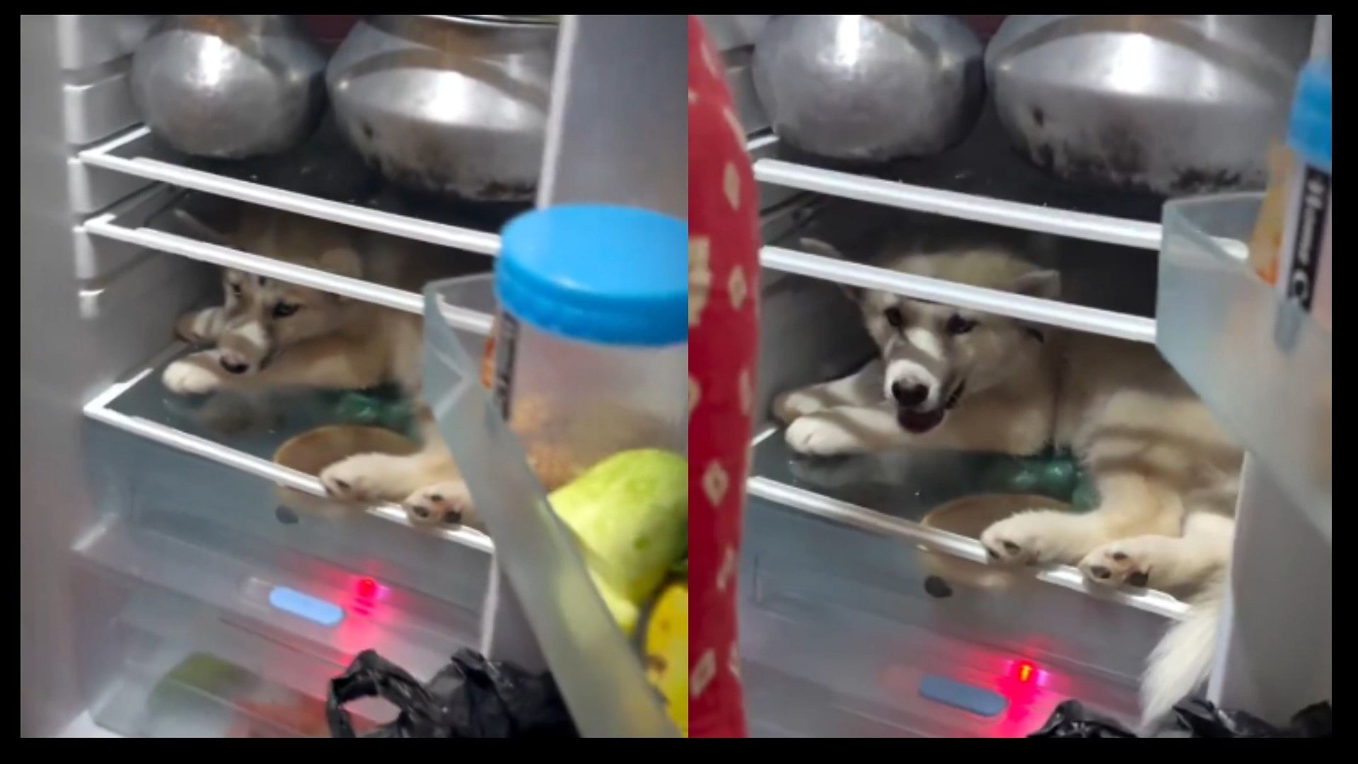 Dog to escape the heat sits in its owners refrigerator video viral o social media