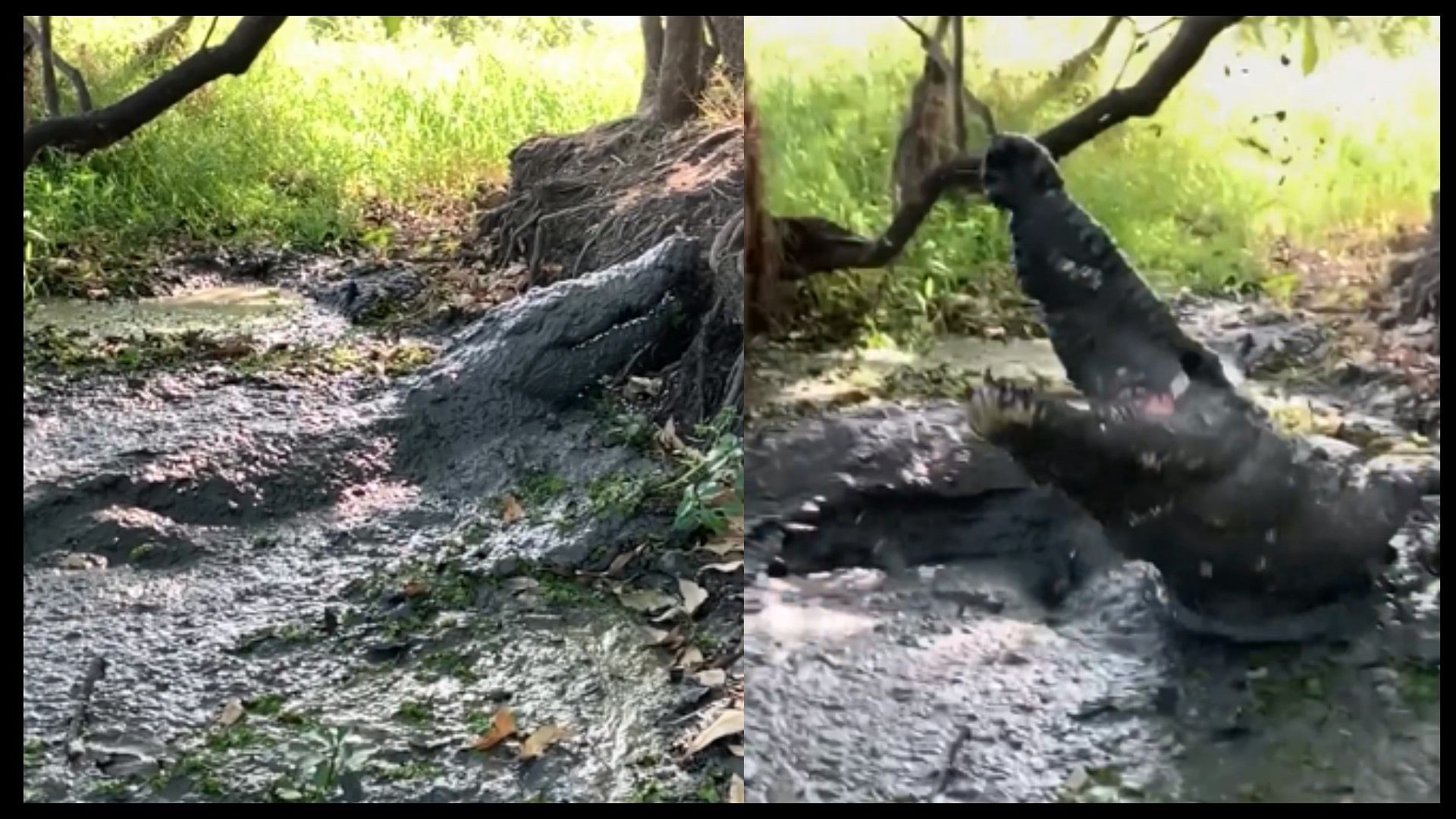 Crocodile was hide in muddy puddle suddenly attacked on man scary wildlife video viral