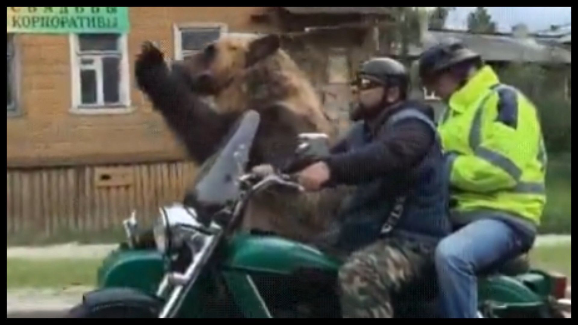 Bear riding in a motorcycle video viral on social media