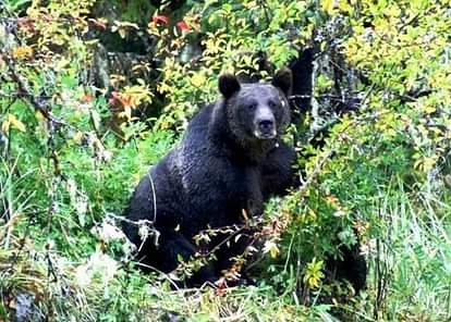 तस्वीरों में देखें, कैसे हिमालयन भालू ने की नैनीताल की 'सैर' himalayan bear seen in nainital