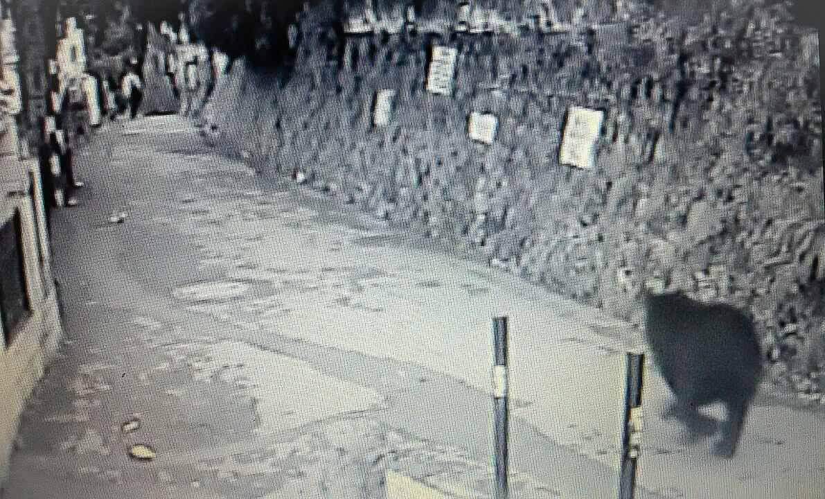 तस्वीरों में देखें, कैसे हिमालयन भालू ने की नैनीताल की 'सैर' himalayan bear seen in nainital